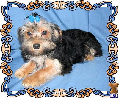 Yorkie Puppies 